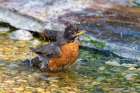 American Robin-Turdus migratorius-bathing Marion County-Illinois Art Print